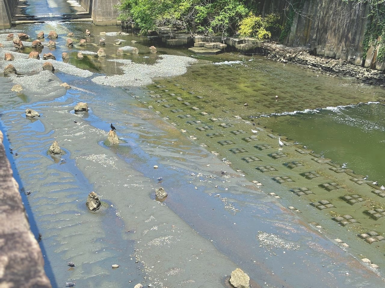 昼頃の目黒川のようす